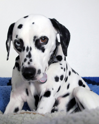 The Vicious Circle of Spots